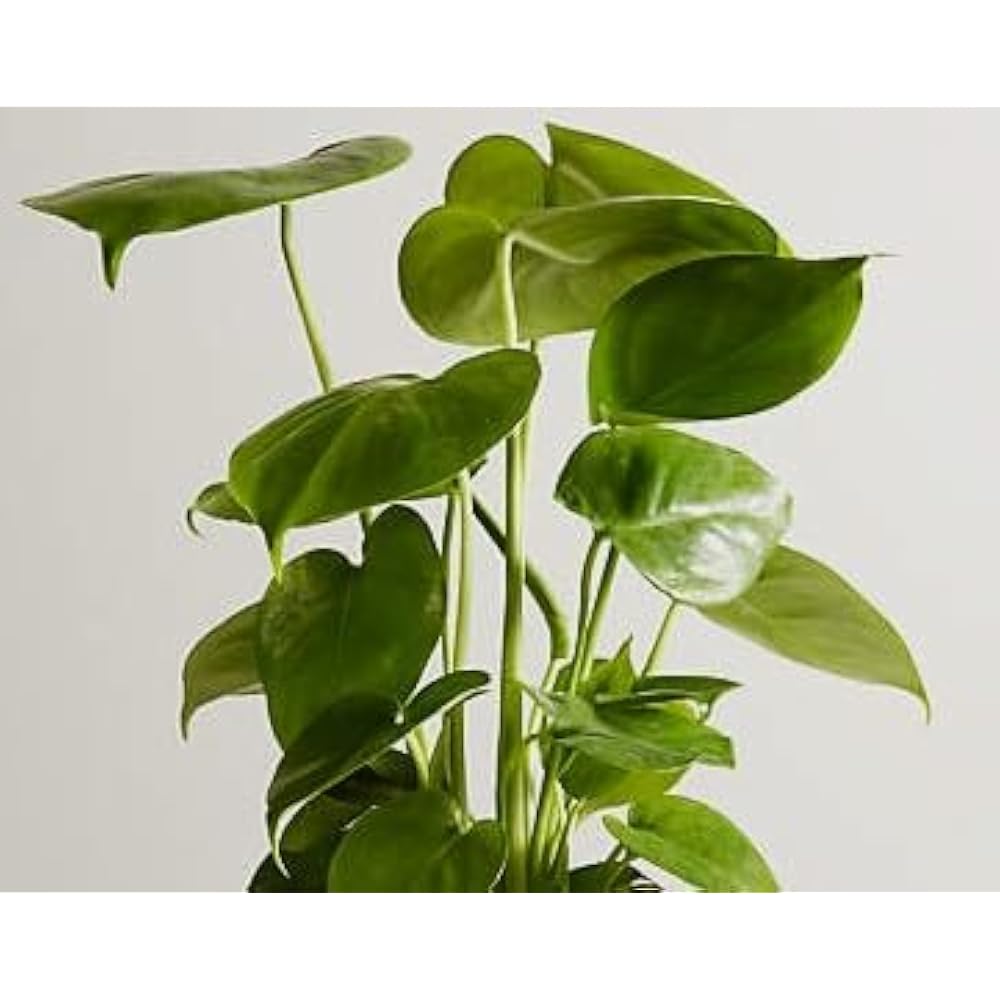 best pot for philodendron gloriosum Explore Our Philodendron Gloriosum