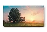 Sinus Art Wandbild 100x50cm Grüne Wiese im goldenen Morgenlicht mit Baumgruppe für eine friedliche Raumwirkung