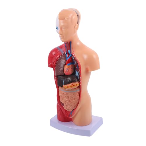 Visualisation des organes internes avec le torse anatomique Valiclud