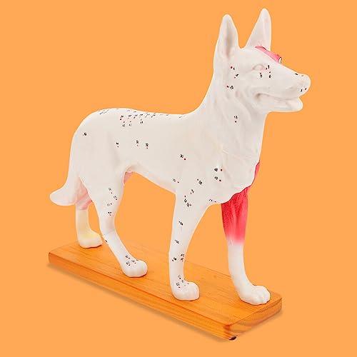 Scicalife 21D6452A4DP14VPHGOICMNY 4D Vision Dog Anatomy Model, Dog Model Anatomy Teaching Tool Animal Pressure Points Veterinary Training thumb #7