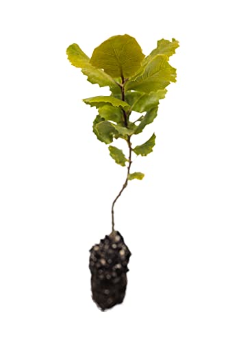 Interior Live Oak | Medium Tree Seedling | The Jonsteen Company #TOP1