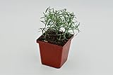 Greenwood Nursery: Live Perennial Plants - ARP Rosemary + Rosmarinus Officinalis - [Qty: 2X 3.5 Pots] - (Click for Other Available Plants/Quantities)