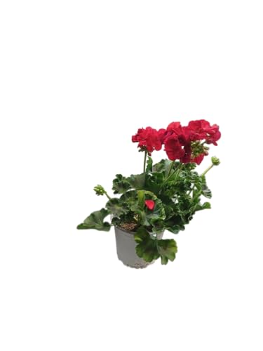 DECOALIVE Geranio Rojo – Planta Natural con Flores Intensas – Perfecta para Exteriores e Interiores