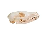 Real Red Fox Skull