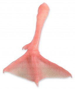 Duck Single Swimming Foot (Museum Quality Replica)