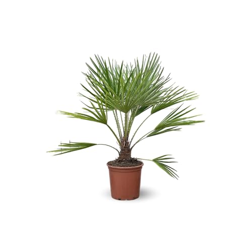 Attitude Jardin - Chamaerops Humilis - palmier nain - 70-80 cm - ⌀ 19 cm - plante d'extérieur