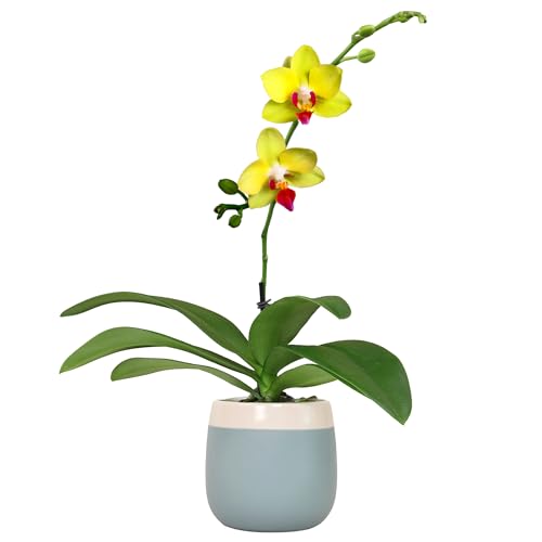 Premium Yellow Live Orchid Plant Blooming in 3.5" Blue &