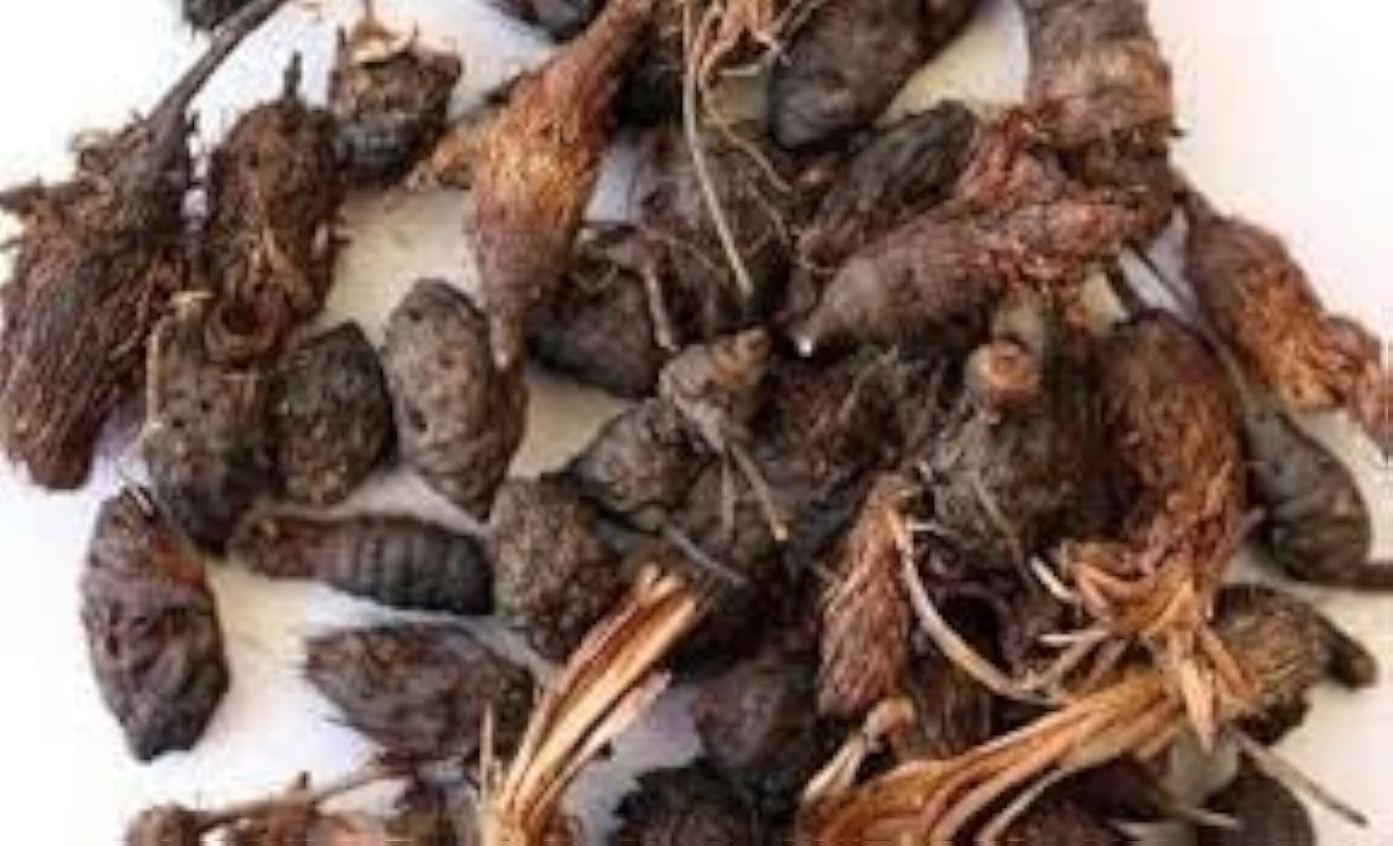 Kritanjali Nagarmotha Root (Raw) for Natural Health