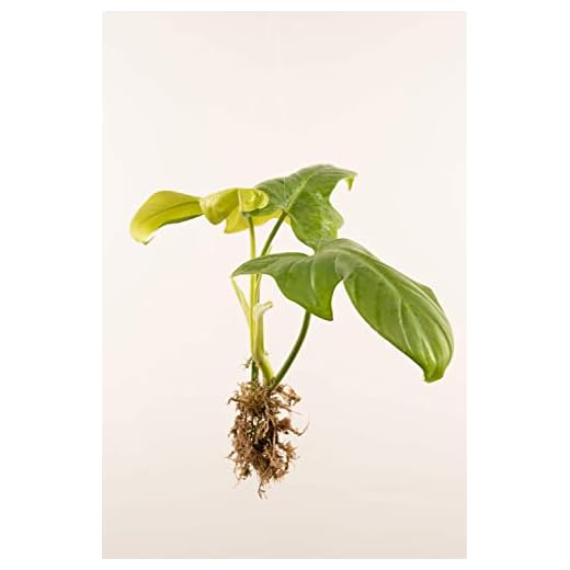 Philodendron Aurea Gold Violin - Live Plant in a 2 Inch Pot - Philodendron Bipennifolium Aurea 'Gold Violin' - Rare and Elegant Indoor Houseplant