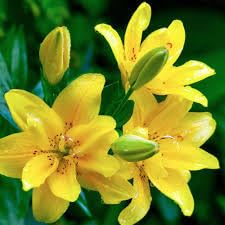 asiatic lily flower bulbs yellow, Highgermination (Pack of 3)-image-36