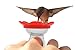 ZUMMR Hummingbird Ring Feeder (Red)