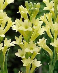 DD Store SJ STOCKS Plants Live Rajnigandha/Tuberose Flower Plant with Pot