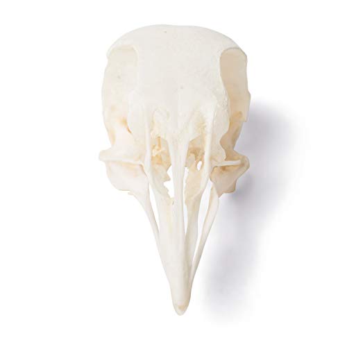 Image of 3B Scientific GmbH T30071 Pigeon Skull