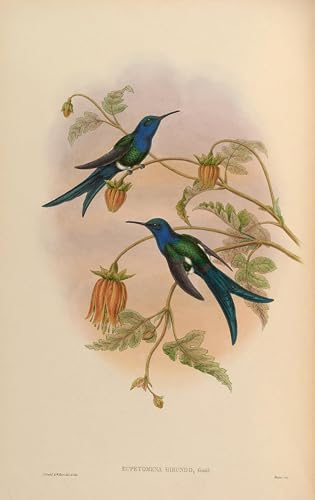 Cuadro en lienzo de alta calidad con ilustración botánica de John Gould