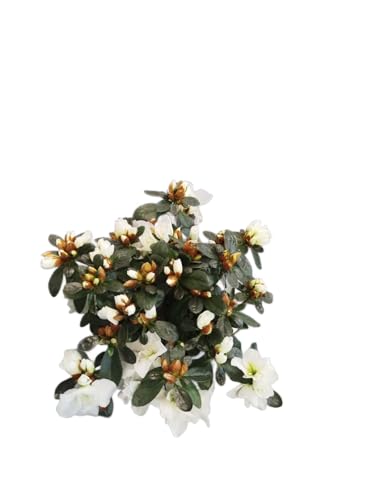 DECOALIVE Planta Natural Azalea Blanca – Ideal para Interiores y Exteriores