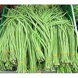 Huifang Planta de ajenjo dulce Annie 100 piezas