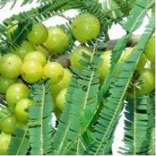 Mohini Nursery - Amla Live Plant Phyllanthus Emblica, Indian Gooseberry Tropical Fruit (B08KJFC8NK) Amazon Price History, Amazon Price Tracker