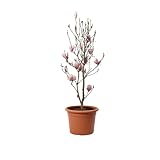 KENTIS - Magnolia × Soulangeana - Magnolia da Fiore - Pianta Vera da Esterno da Terrazzo - Albero da Giardino - H 60-80 cm Vaso Ø 24 cm