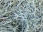 All Things Bunnies Timothy Hay 1LB