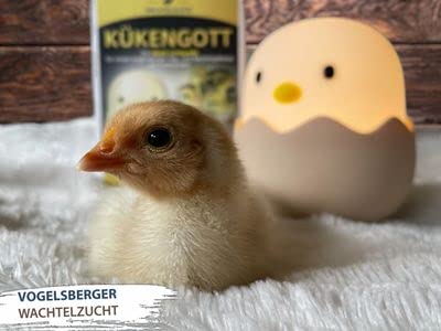 Kükengott Kükenlampe
