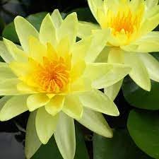 jd agro Lotus Flower Seeds (Pack Of 10 Seeds) All Mix Color Growing Lotus Kamal Gatta Seed,Home Gardening, Live Water plant for Pond, Rosary of Kamalgatta, Water Lily (B0DFTQJHC7) Amazon Price History, Amazon Price Tracker