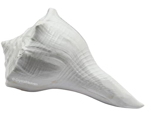 Image of Crystal Heaven Dakshinavarti Shankh Original - 2 to 3 inch inches Large Dakhinabarti Sankha for Puja Original Conch Shell - Natural Dakshinmukhi Shankh for Pooja, Meditation and Gifts