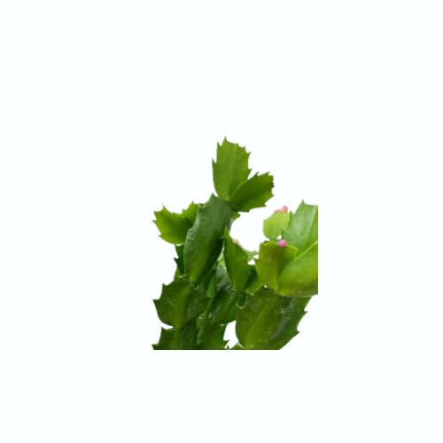 Flor Viva Cactus Navidad Schlumbergera Planta muy Especial