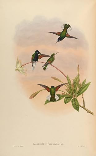 Affiche Art Oiseau John Gould pour Décoration Murale de Salon Lumineux