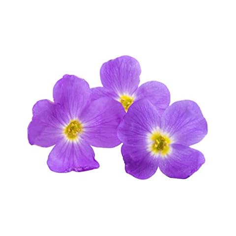 Flowering Aubretia 'Blue Shades' Plants Cover