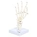 Axis Scientific Skeletal Hand with Wrist, Ulna, and Radius, Fully Articulated Flexible Hand Skeleton is Secured with Wire to Demonstrate Movement, Includes Base for Demonstration and Study