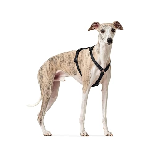 HUNTER Sicherheitsgeschirr VARIO RAPID, Panikgeschirr mit extra Bauchgurt, ausbruchssicher & verstellbar, auch als klassisches Y-Geschirr nutzbar, leichte Klickverschlüsse, Farbe: schwarz, Größe: S-M