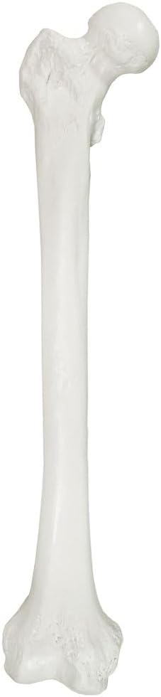 Axis Scientific Femur Bone Model | Right | Cast from a Real Human Femur Bone l Upper Leg Bone Model Has Realistic Texture and Important Bony Landmarks | Includes Product Manual