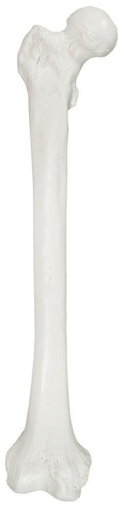 Axis Scientific Femur Bone Model | Right | Cast from a Real Human Femur Bone l Upper Leg Bone Model Has Realistic Texture and Important Bony Landmarks | Includes Product Manual