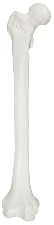 Axis Scientific Femur Bone Model, Right