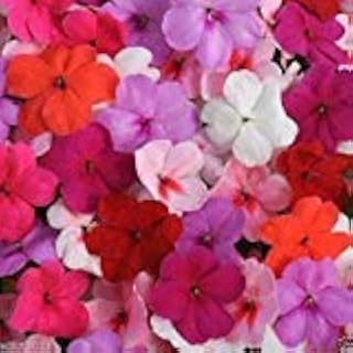 Impatiens-Impreza Pink Spring Mix- ideal for Baskets,Containers & window boxes (200 Seeds)