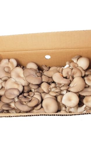 Ђ炽 2kgO _͔| ł͂܂