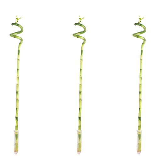 3er-Set Glücksbambus spiralförmig - Höhe ca. 50 cm Topf-Ø 5 cm - Dracaena Sanderiana