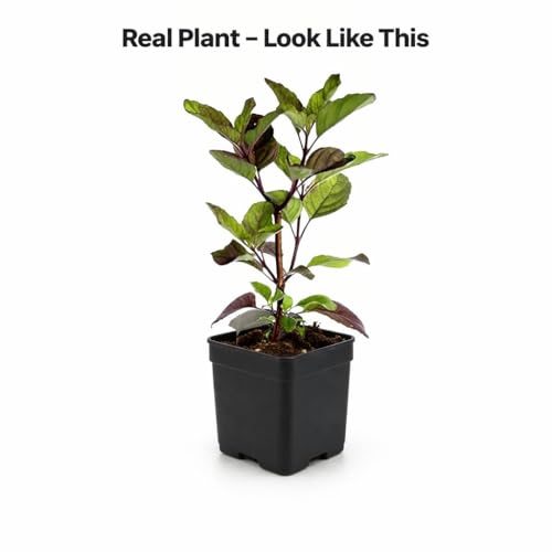 Image of Tulsi Live Plant with Pot | Green Krishna Rama Holy Basil Medicinal Ayurvedic Herb Plant | Sacred Pooja Indoor Outdoor Plant for Home Garden Balcony Terrace Decor | Pack of 1