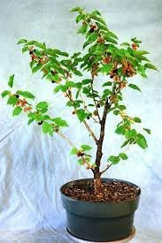 See full amazon price history chart for Black mulberry plant live grafted || plant saplings (pack of 1) Black mulberry plant live grafted || plant saplings (pack of 1) (B0CNZ7L86Z) Amazon Price History, Amazon Price Tracker