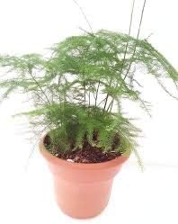 Fern Leaf Plumosus Asparagus Fern 4.5" Unique Design Pot - Easy to Grow - Great Houseplant from Jm Bamboo