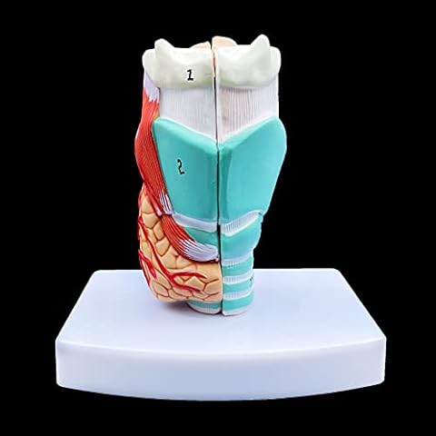 Human Throat Model Life Size, Anatomically Accurate Throat Model Human Throat Anatomy for Science Classroom Study Display Teaching Medical Model Cover