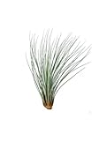 Planta del Aire - Tillandsia Juncea - Planta de Exterior - Planta de Interior