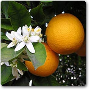 Mphmi Indian Sweet Lime, Mausammi (Grafted) - Plant (B08T5NYQK8) Amazon Price History, Amazon Price Tracker