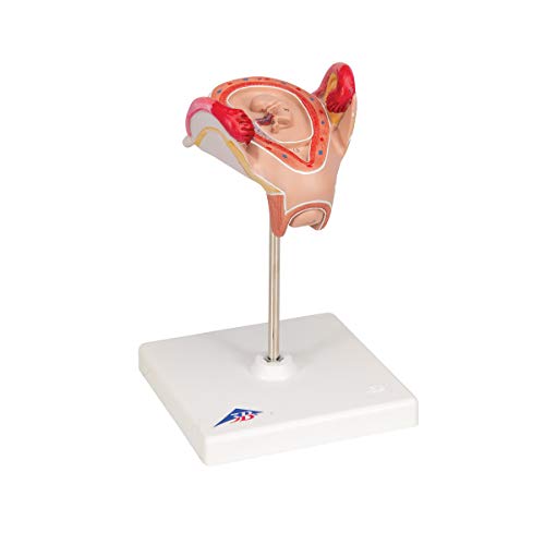 Image of 3B Scientific L10 /2 2nd Month Embryo - 3B Smart Anatomy