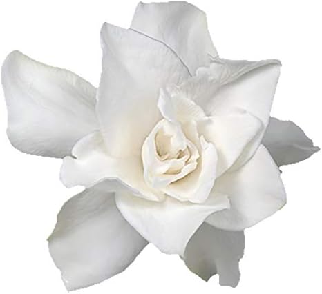 Sandys Nursery Online Gardenia, Frost Proof White Flower, 4 Inch Pot
