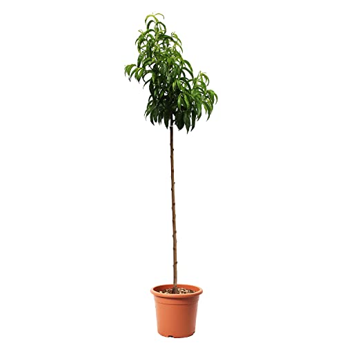 KENTIS - Nectariniers - Prunus Persica - Vraies Plantes d'Extérieur - Arbre Fruitier de Jardin d'Ornement - Pot de Culture Ø 24 cm