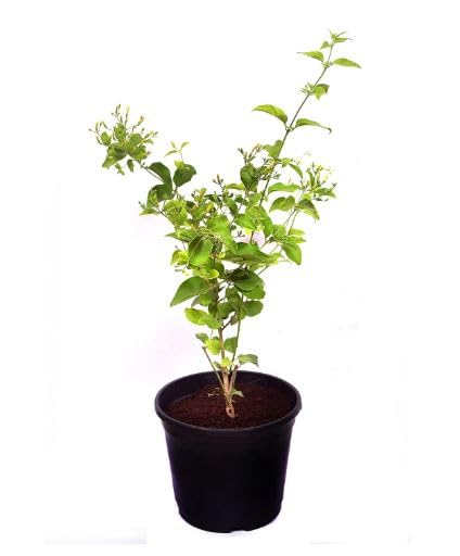 Juhi, Jasmin Outdoor Home Garden Plant Live Real Juhi, Jasminum Auriculatum Live Plant Jasmine Flowering Plant With Plastic Pot (B0D7F5TMDF) Amazon Price History, Amazon Price Tracker