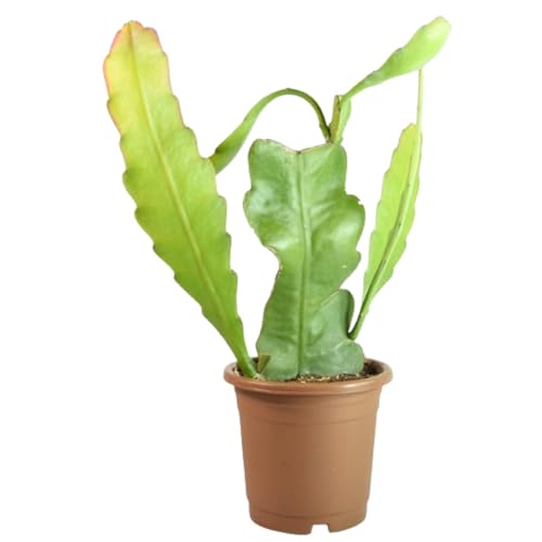 VH Veryhom Brahma Kamal Live Plant, Queen Of Nights | Saussurea Obvallata Live Plant | Unraveling The Mysteries Of The Queen Of Himalayan Flowers | Ideal For Indoor & Outdoor