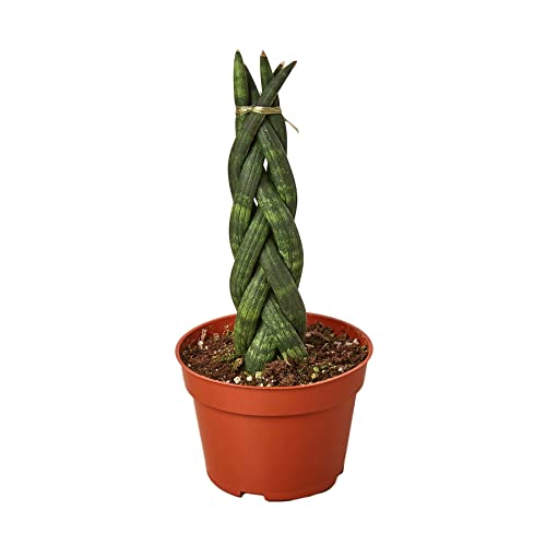 Garden Wrld Snake Plant Braided - 4" Pot