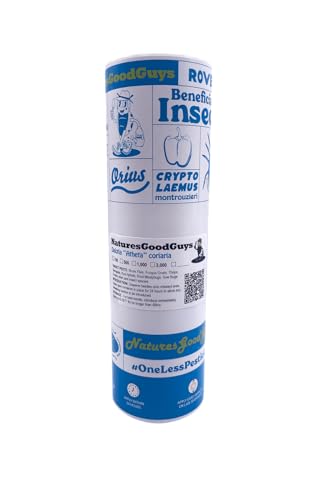 Dalotia (Atheta) coriaria - Rove Beetle - 1,000 Insects per Unit